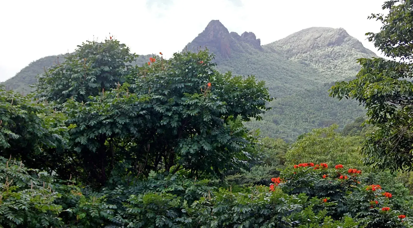 The peak of El Yunque rising over the canopy with flowering trees below