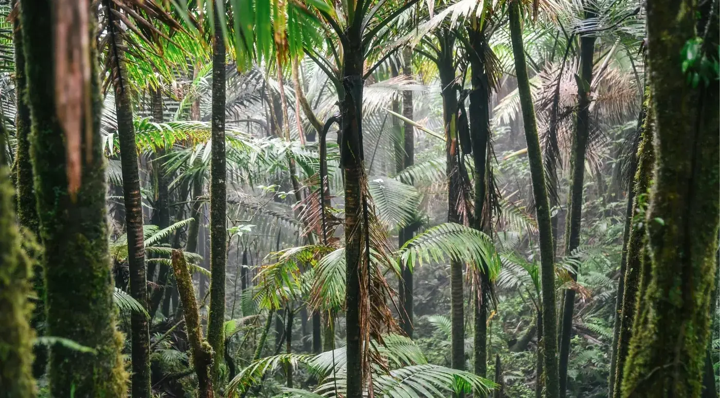 Sierra palms and tree ferns crowding the understorey along a forest trail