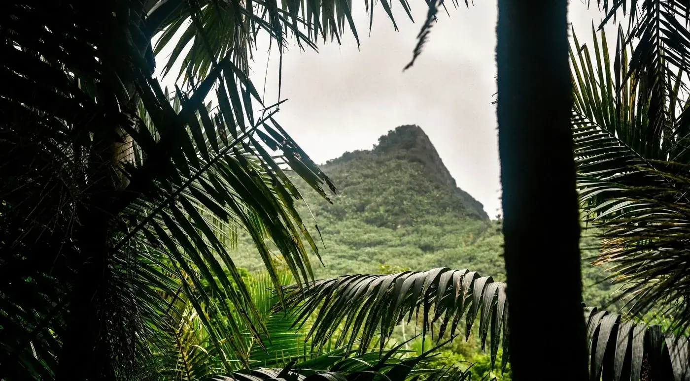 Palm fronds framing a forested ridge under low cloud in El Yunque