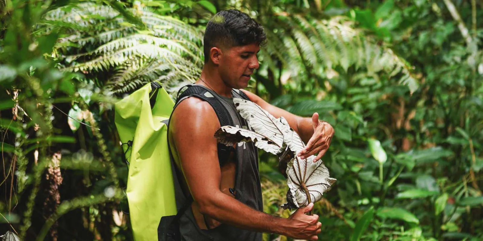 A guide holding up a rainforest leaf to explain it mid-hike