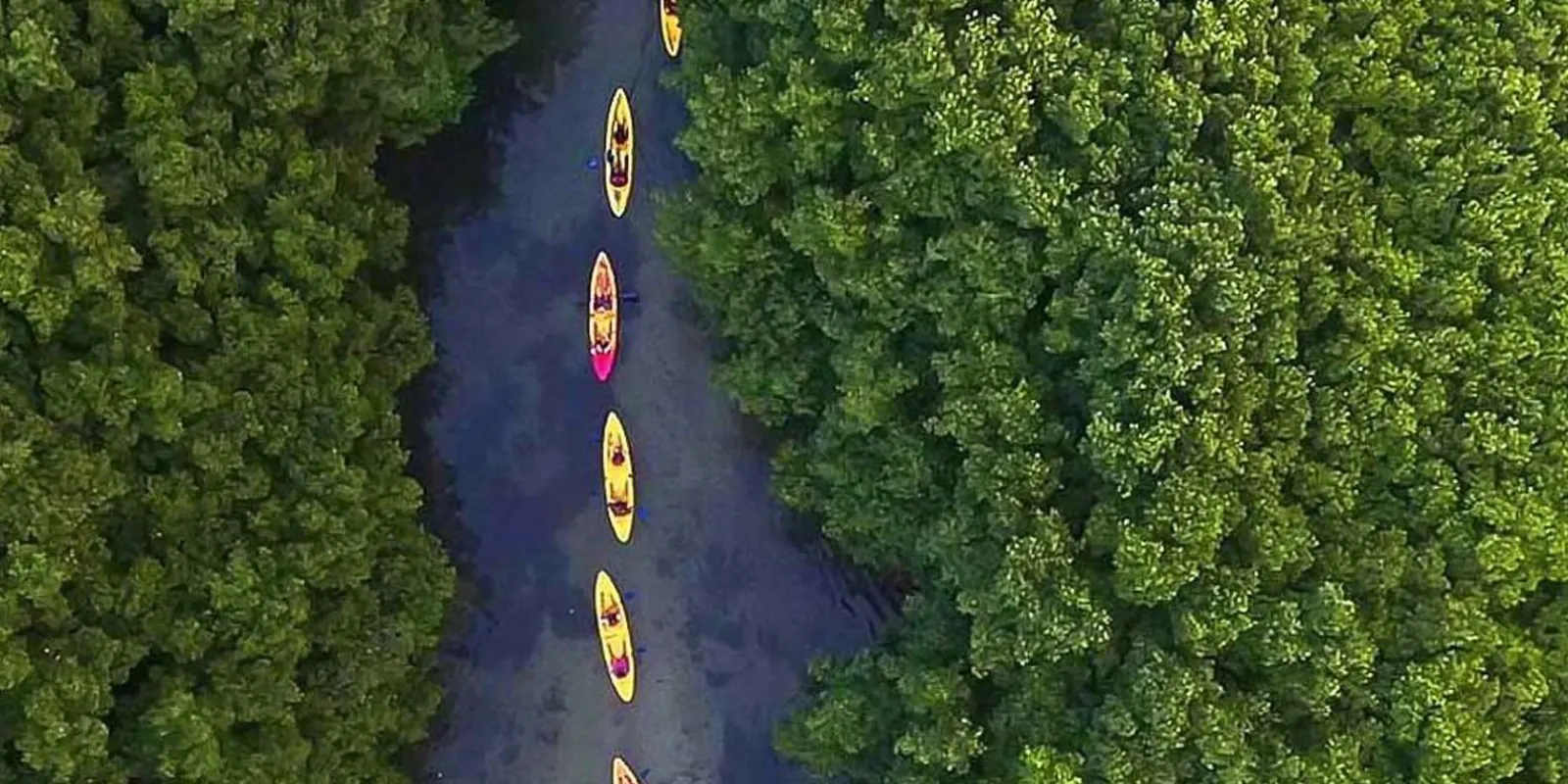 Kayaks strung out along the mangrove channel, seen from above