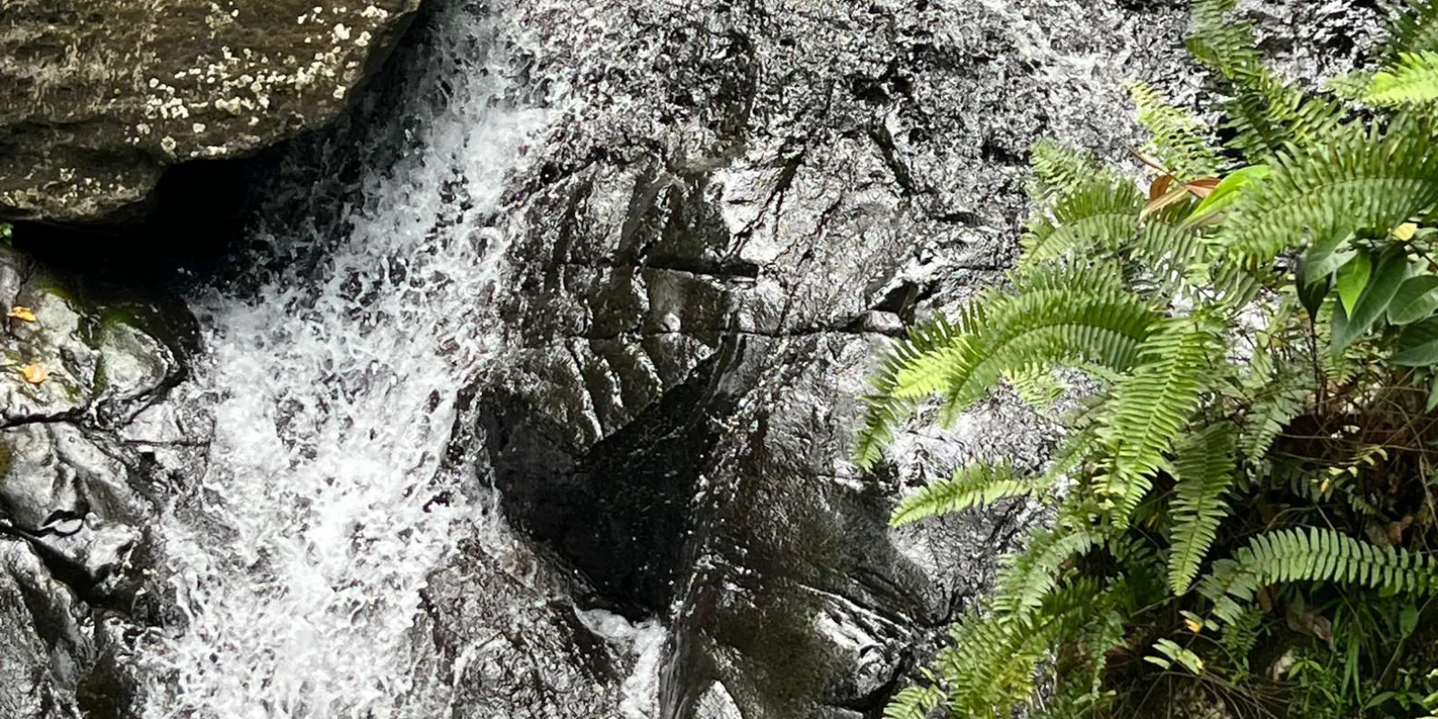 Water running down a fern-covered rock face in El Yunque