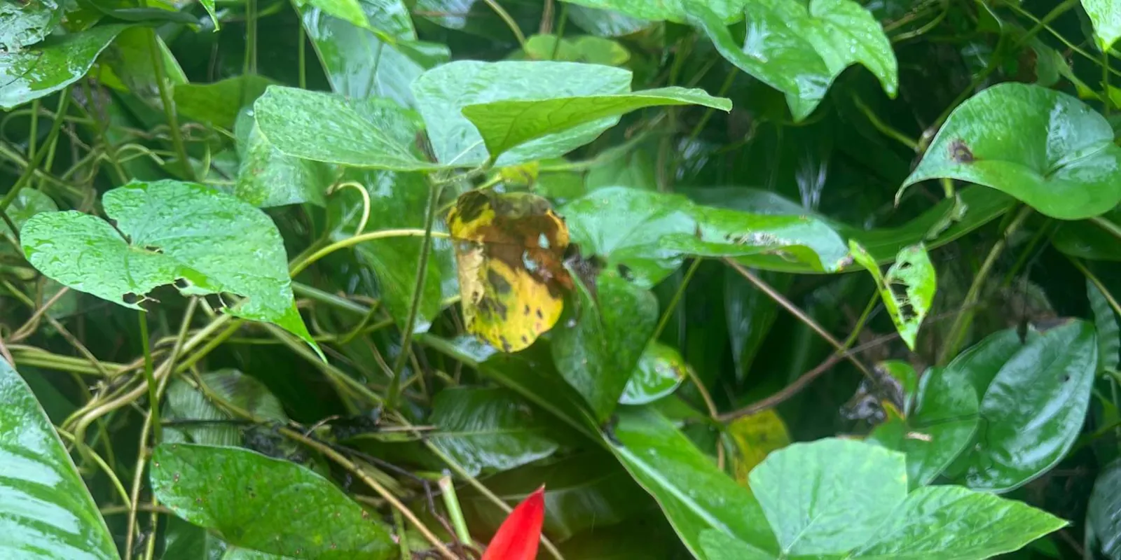 A yellow flower opening among wet leaves on the forest floor