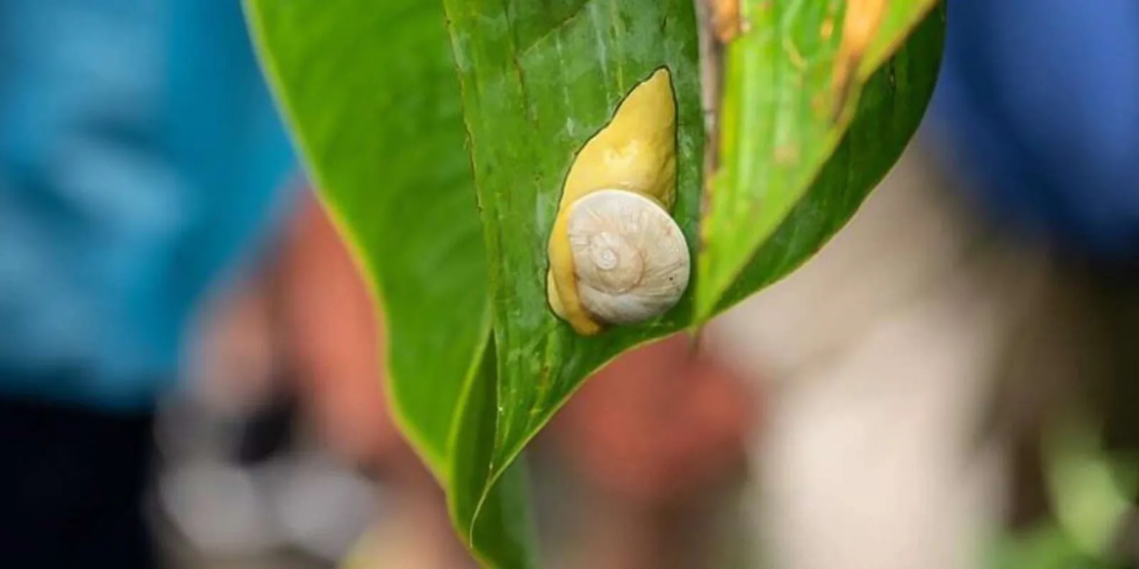 A yellow tree snail on a wet leaf, spotted on the walk in