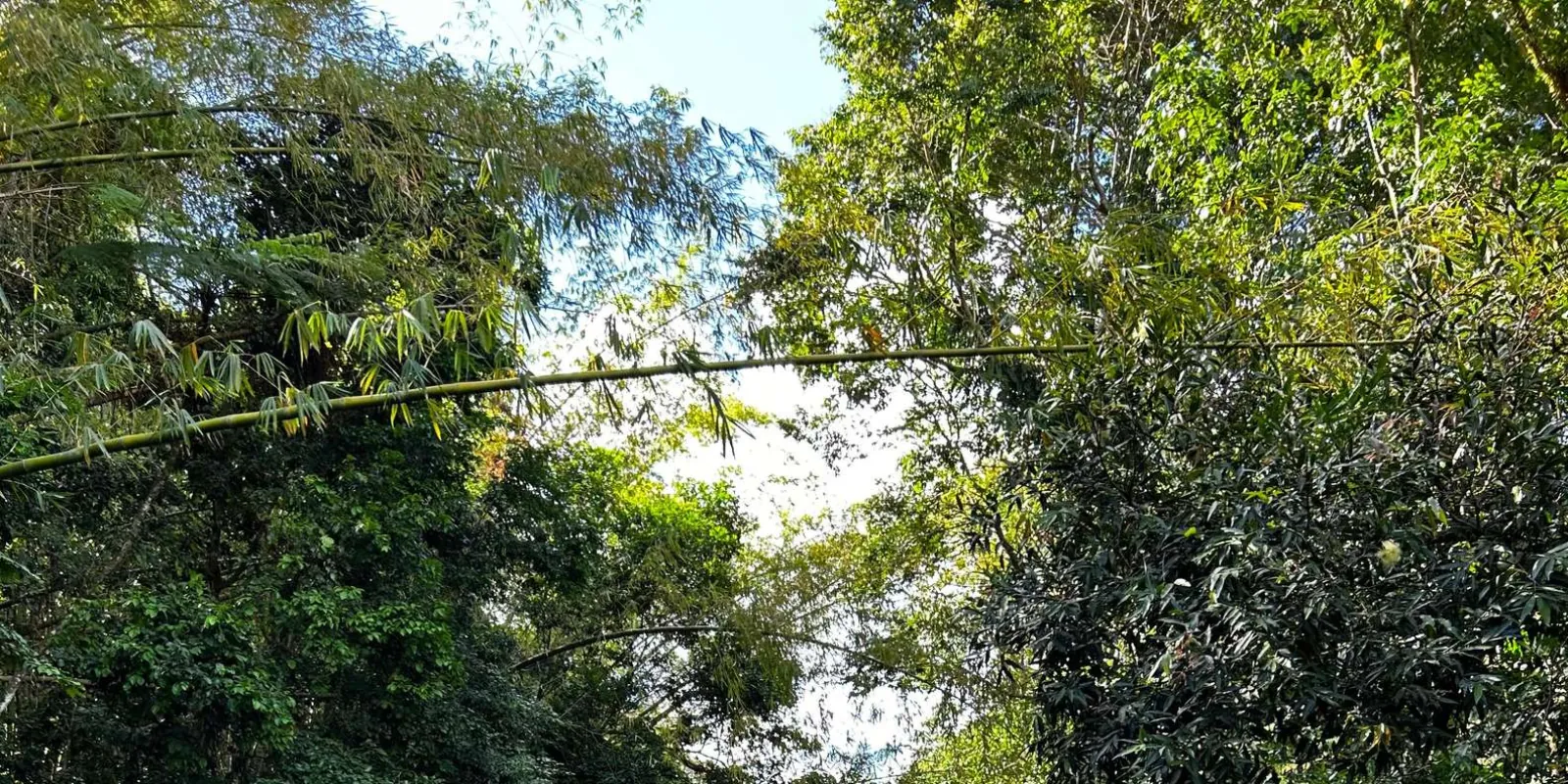 Bamboo arching over the trail on the walk in to the river