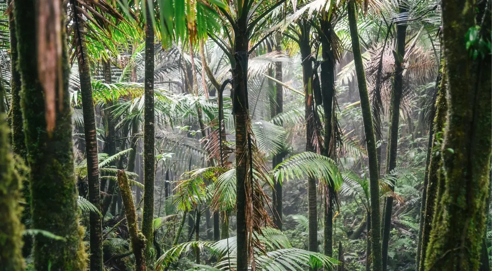 Sierra palms and tree ferns crowding the understorey on an El Yunque trail