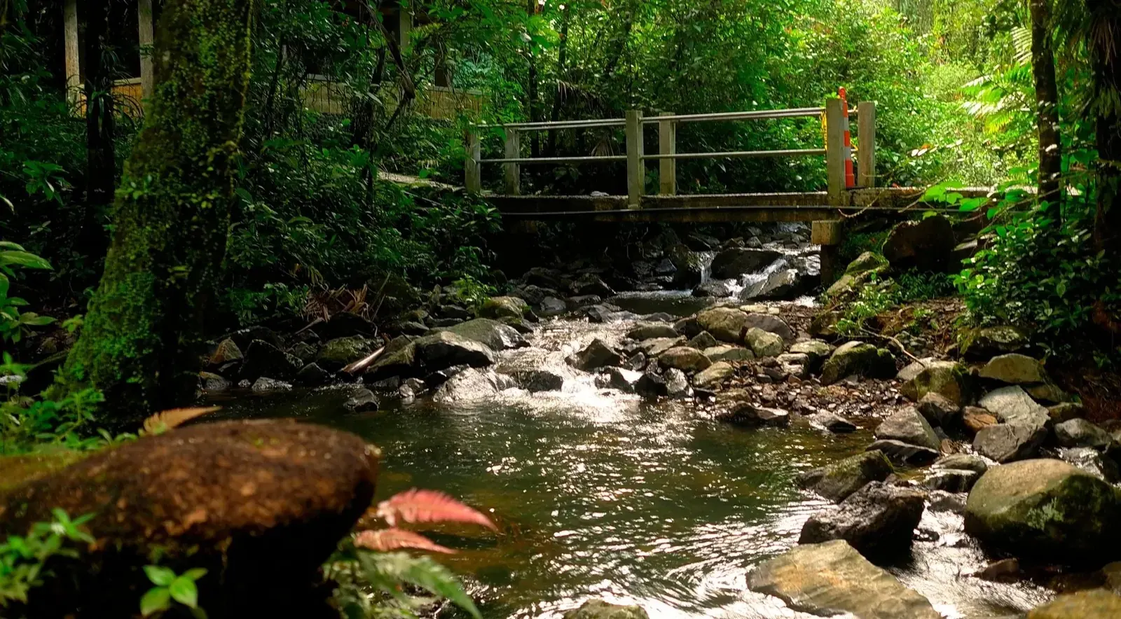 A shallow river running over boulders under a wooden footbridge in El Yunque