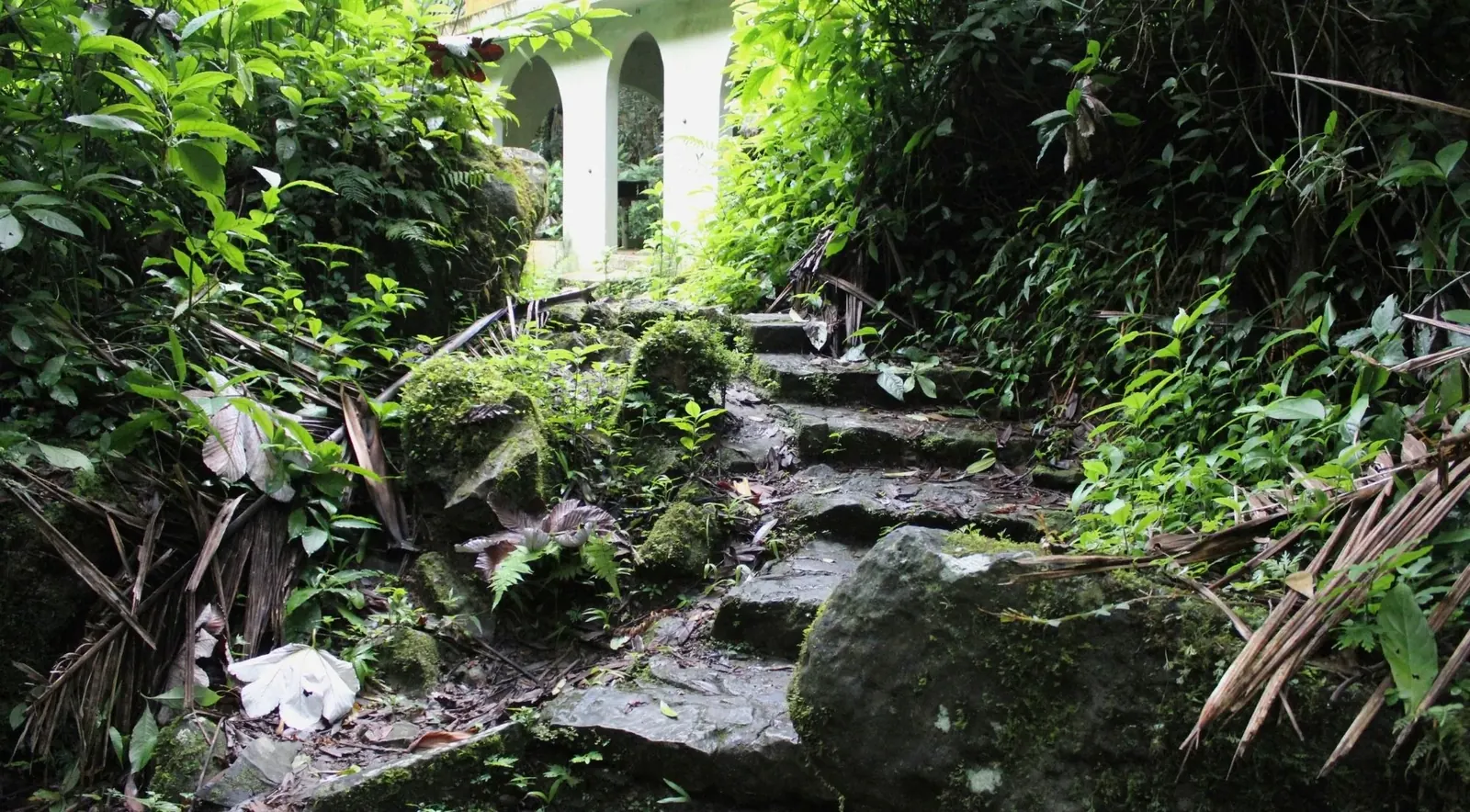 Moss-covered stone steps climbing past arched windows in El Yunque